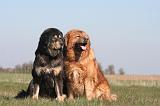 DOGUE DU TIBET 522
